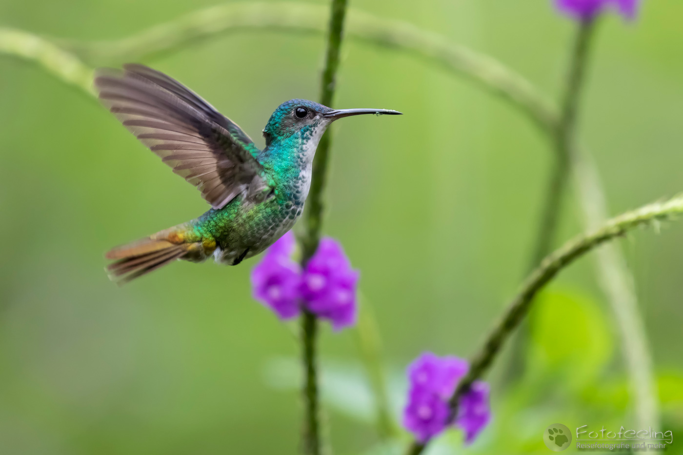 Bronzeschwanz-Saphirkolibri (Chrysuronia oenone) oder Bronzeschwanzsaphir