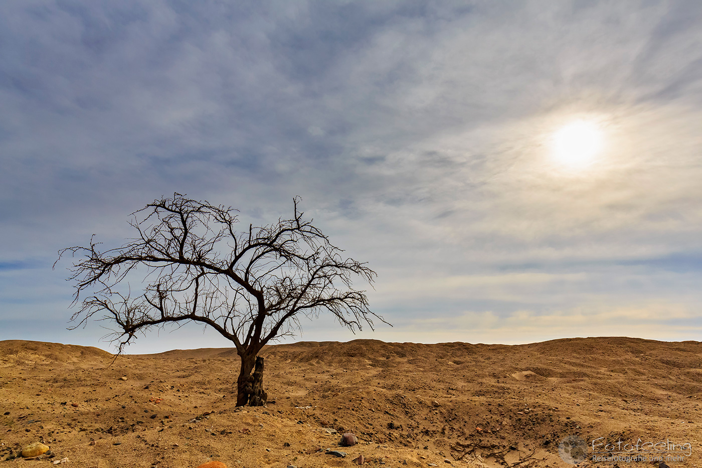 Baum in der Wüste