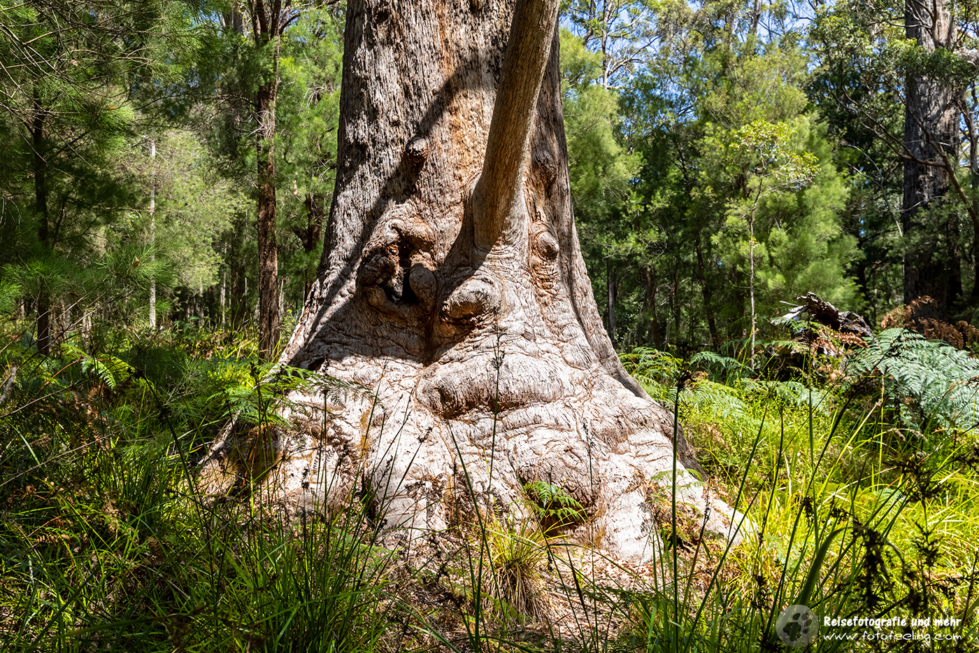 Grandma Tingle, Ancient Empire Walk, Valley of the Giants, Walpole-Nornalup Nationalpark,  Western Australia, Australien