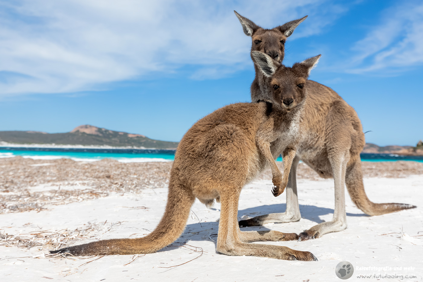 Kängurus am Strand, Lucky Bay, Cape Le Grand National Park, South Australia, Australien