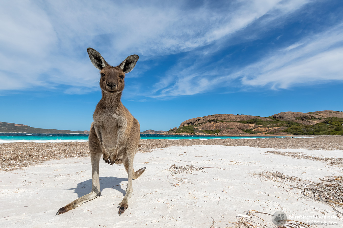 Neugieriges Känguru am Strand von Lucky Bay, Cape Le Grand National Park, South Australia, Australien