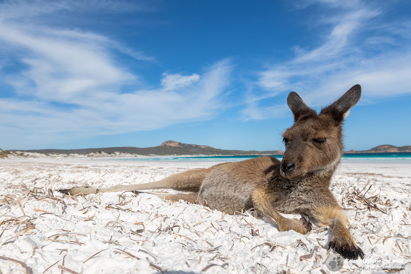Müdes Känguru im Strand der Lucky Bay, Cape Le Grand National Park, South Australia, Australien