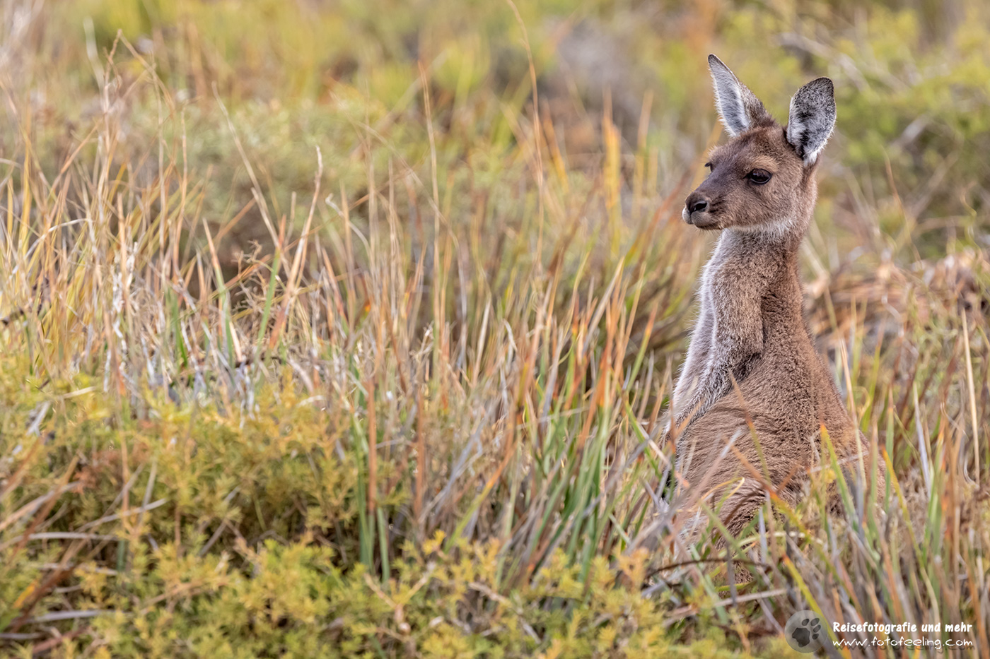 Westliches Graues Riesenkänguru, Cape Le Grand National Park, South Australia, Australien