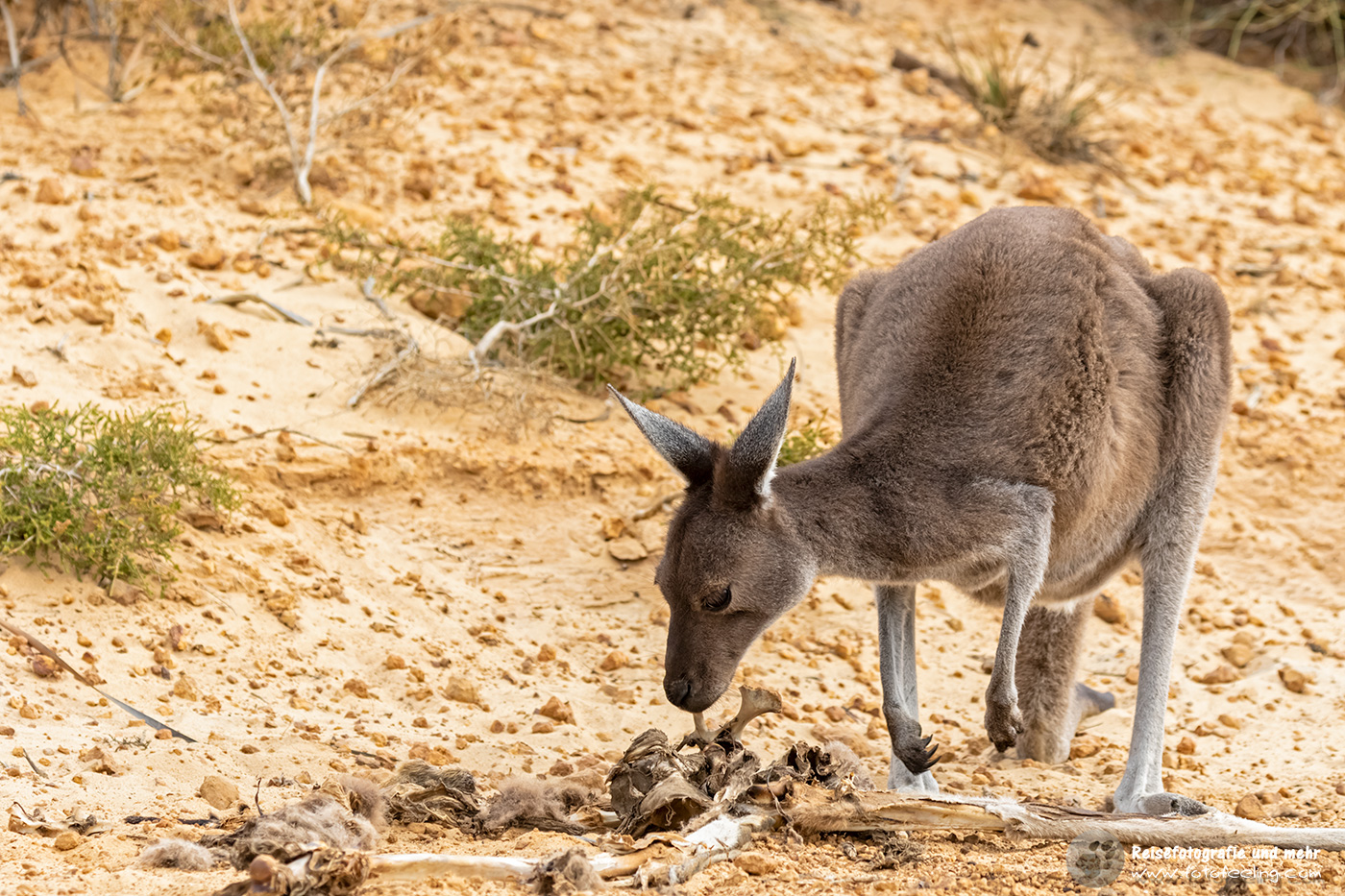 Westliches Graues Riesenkänguru nagt ein einem toten Känguru, Cape Le Grand National Park, South Australia, Australien