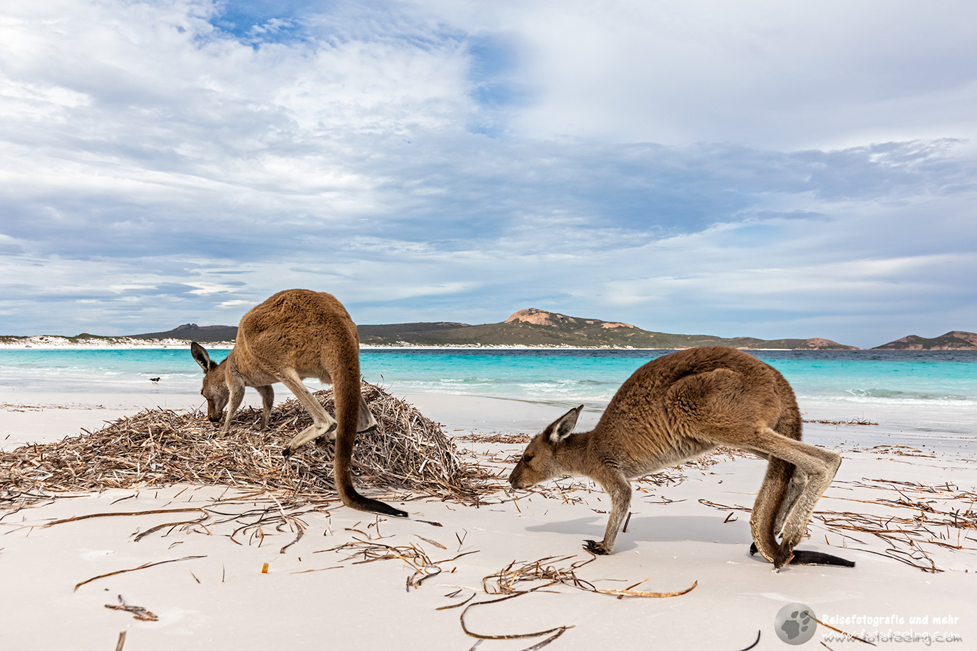 Westliche Graue Riesenkängurus, Lucky Bay, Cape Le Grand National Park, South Australia, Australien