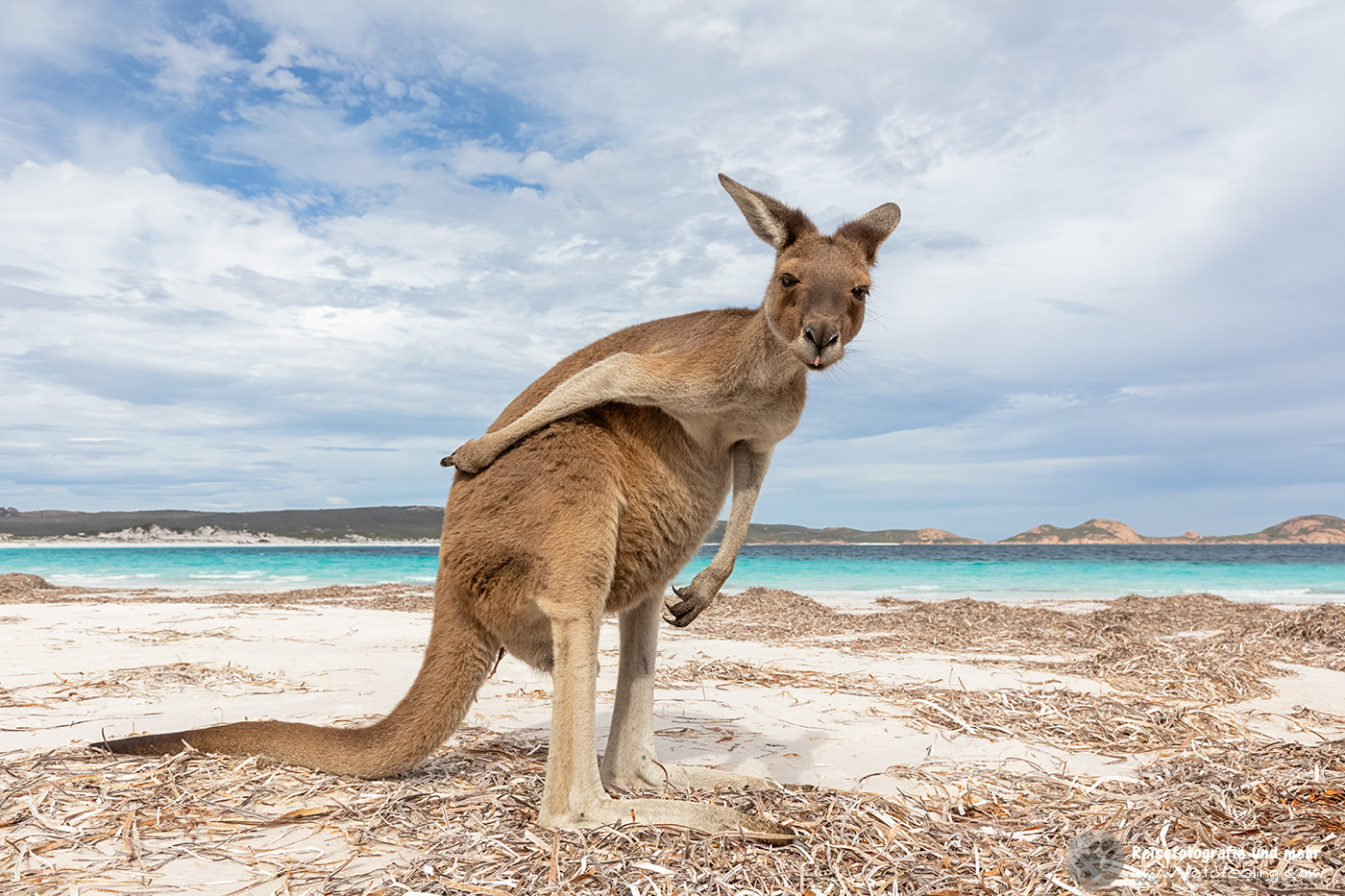 Westliches Graues Riesenkänguru, Lucky Bay, Cape Le Grand National Park, South Australia, Australien