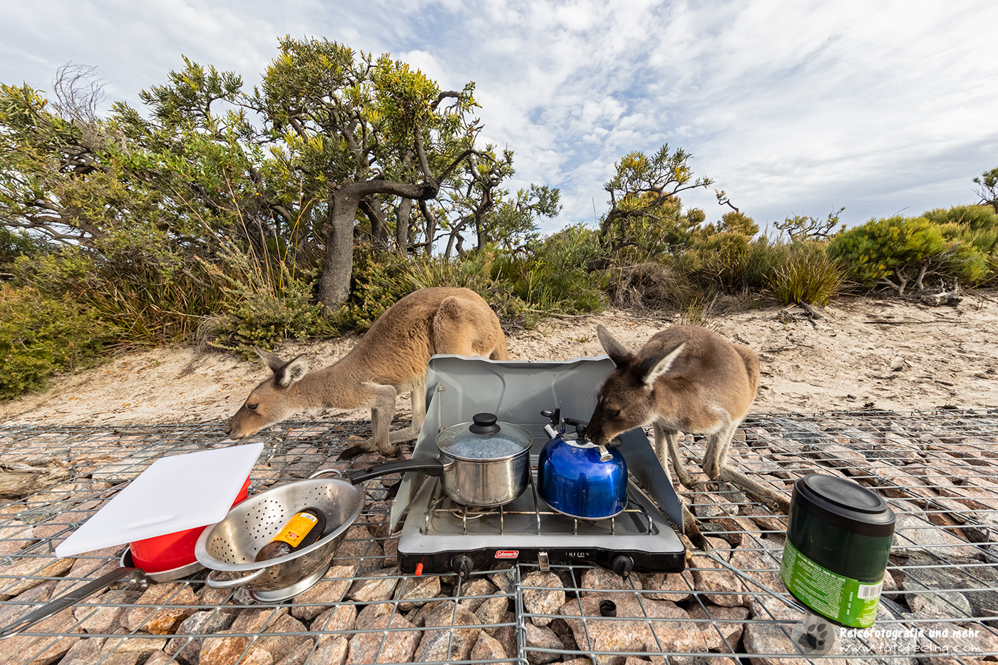 Kängurus in der Außenküche, Lucky Bay, Cape Le Grand National Park, South Australia, Australien