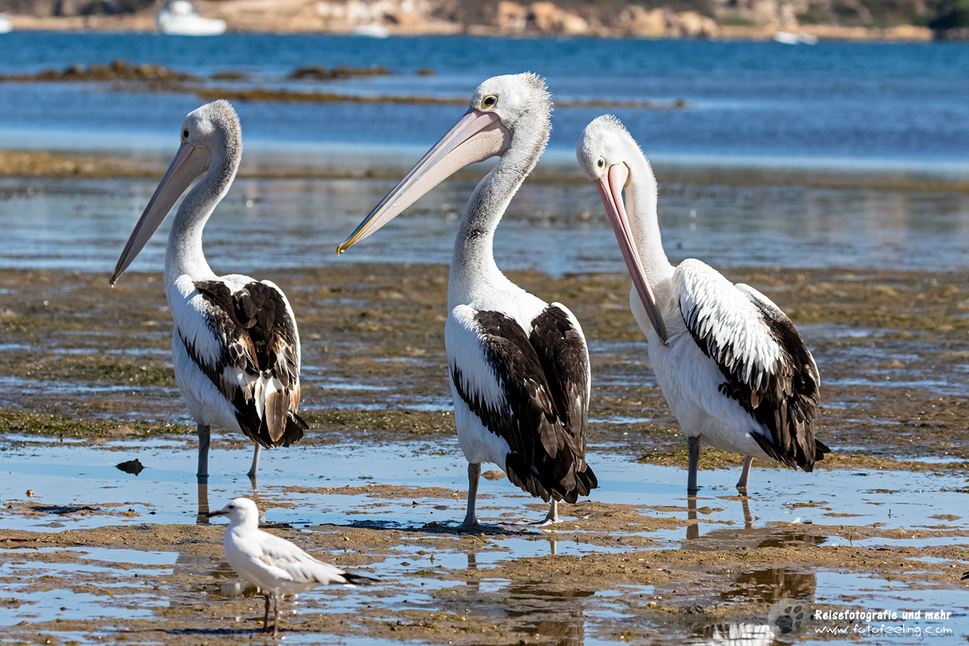 Pelikane in der Porter Bay, Port Lincoln, South Australia, Australien
