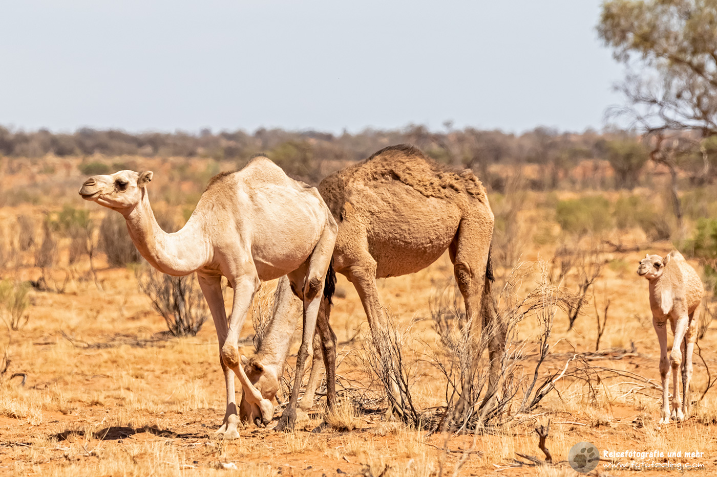 Wilde Kamele, Northern Territory, Australien