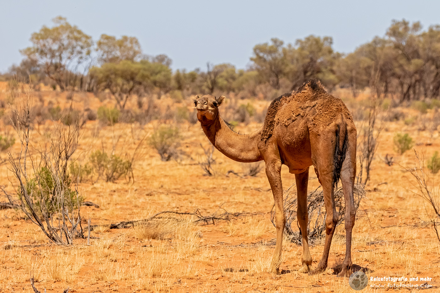 Wildes Kamel, Northern Territory, Australien
