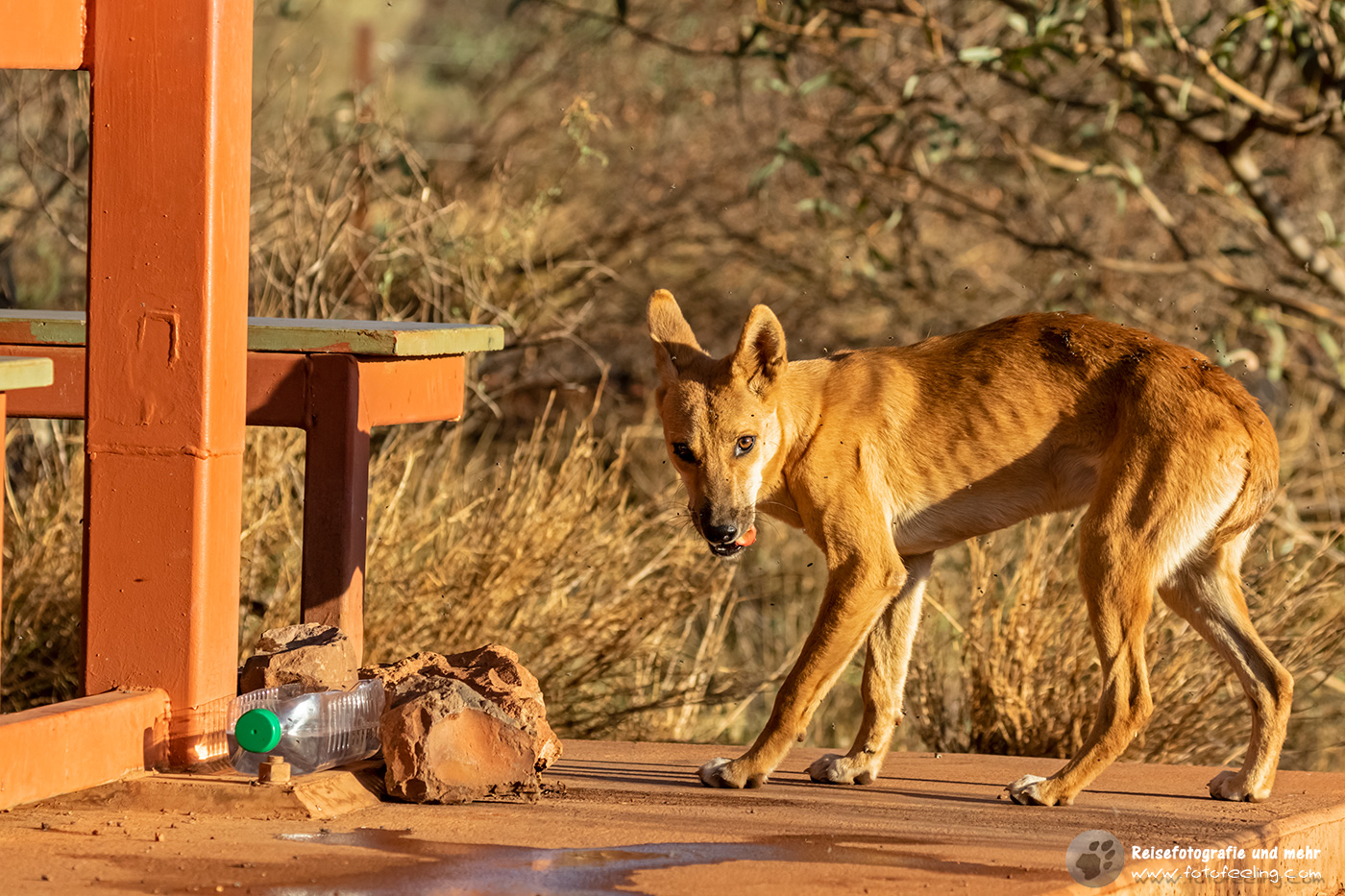 Junger Dingo am Parkplatz der Walpa Gorge, Uluru-Kata Tjuta National Park, Northern Territory, Australien