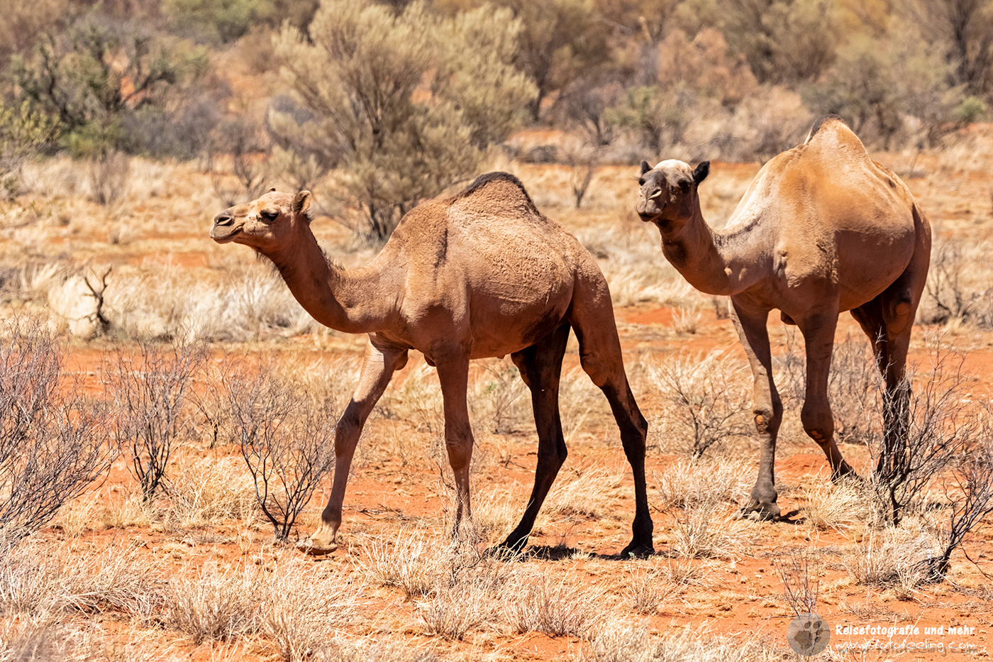 Wilde Kamele, Uluru-Kata Tjuta National Park, Northern Territory, Australien