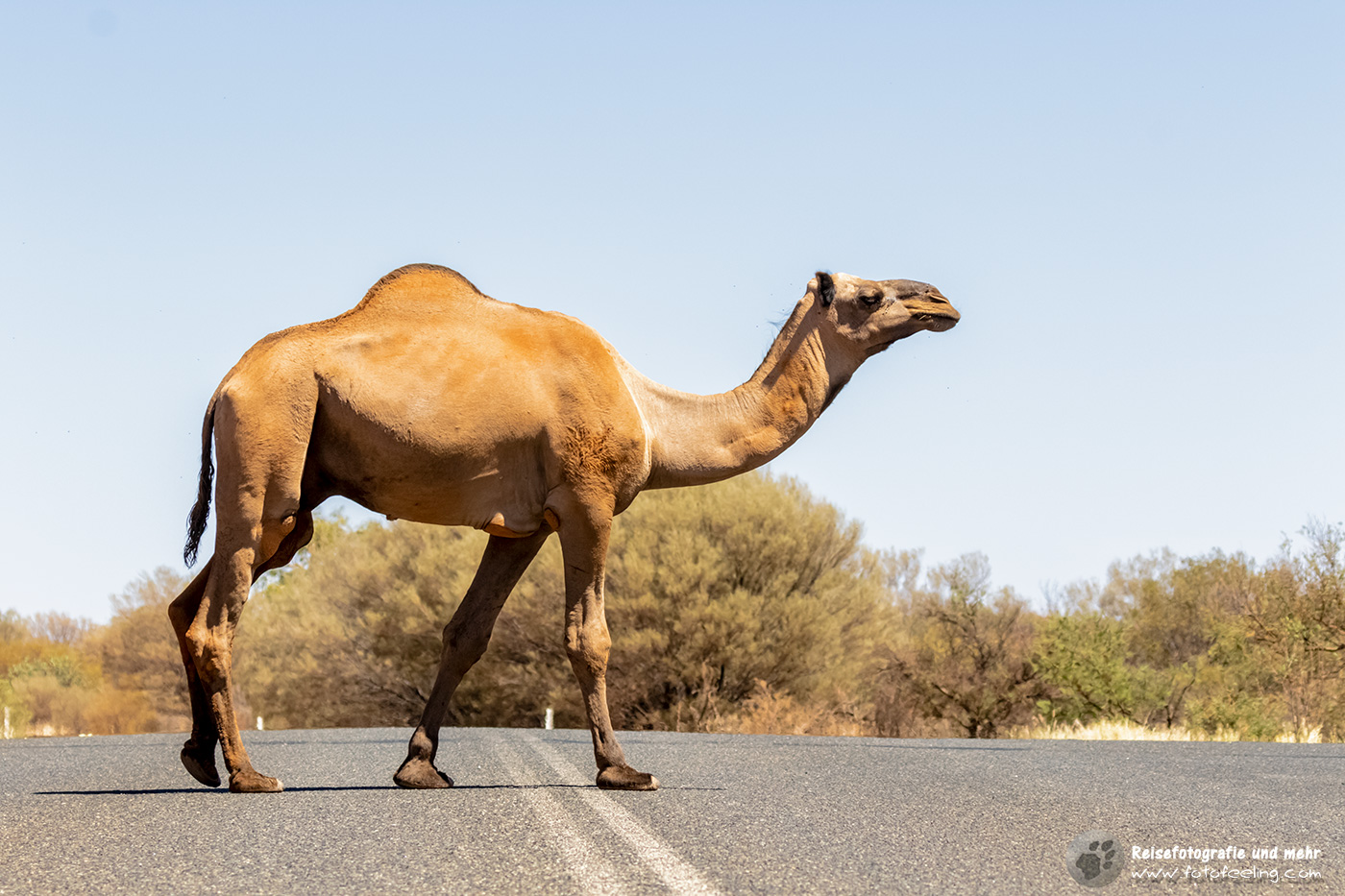 Achtung, hier haben Kamele Vorfahrt, Uluru-Kata Tjuta National Park, Northern Territory, Australien