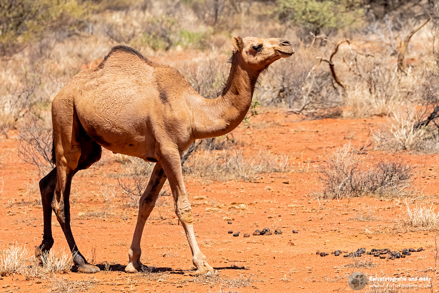 Wildes Kamel, Uluru-Kata Tjuta National Park, Northern Territory, Australien