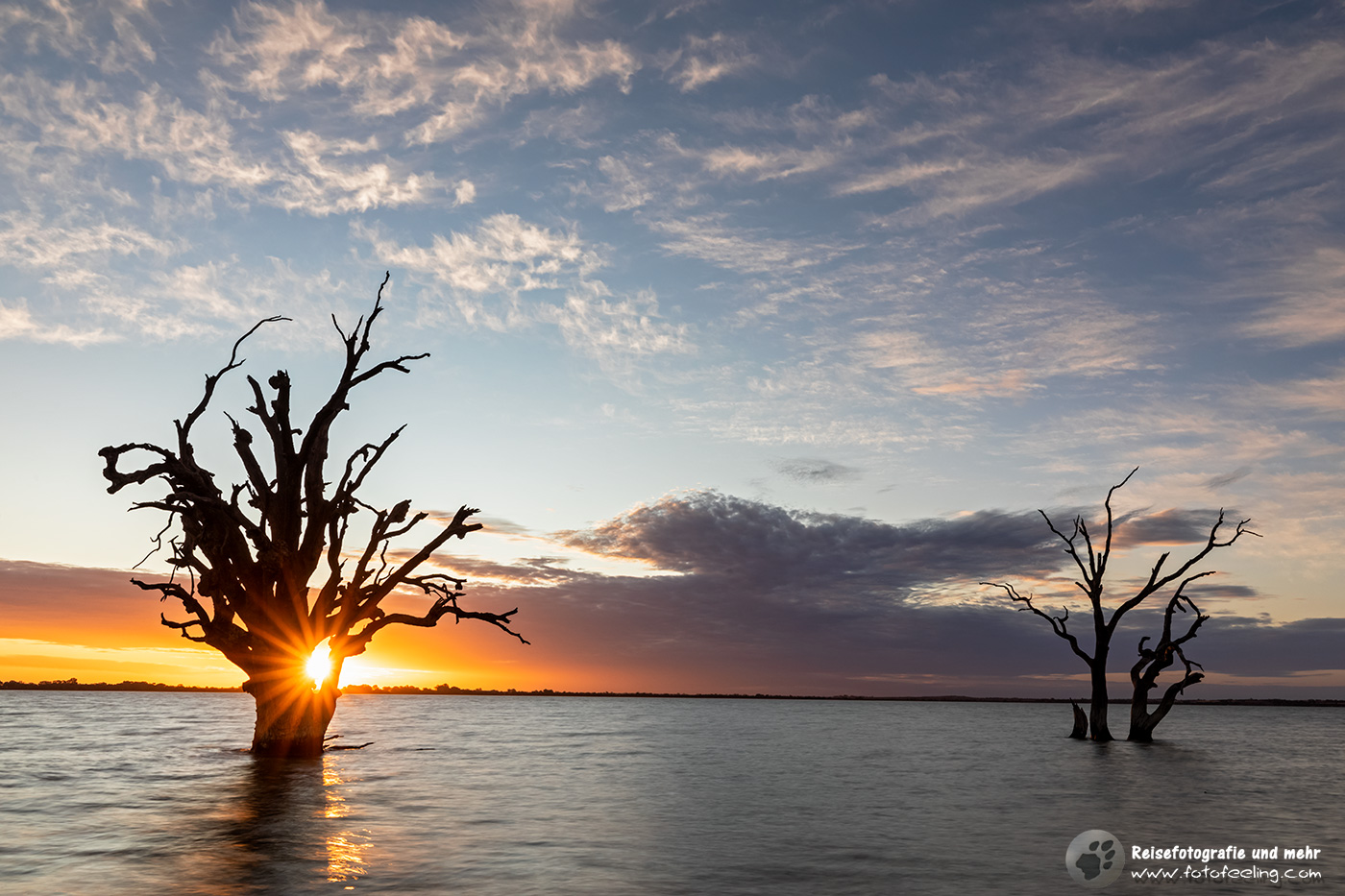 Tote Bäume im Lake Bonney , Riverland, South Australia, Australien
