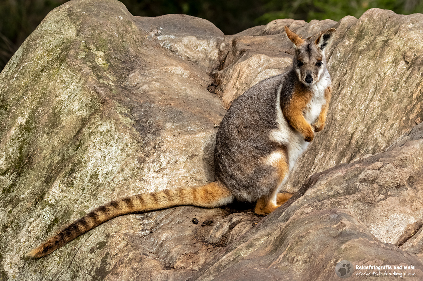 Wallaby, Gorge Wildlife Park, South Australia, Australien