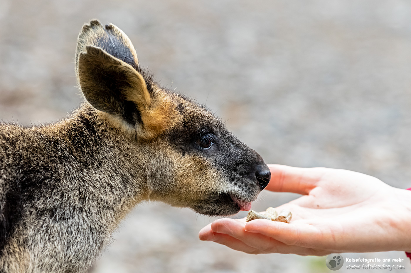 Wallaby, Gorge Wildlife Park, South Australia, Australien