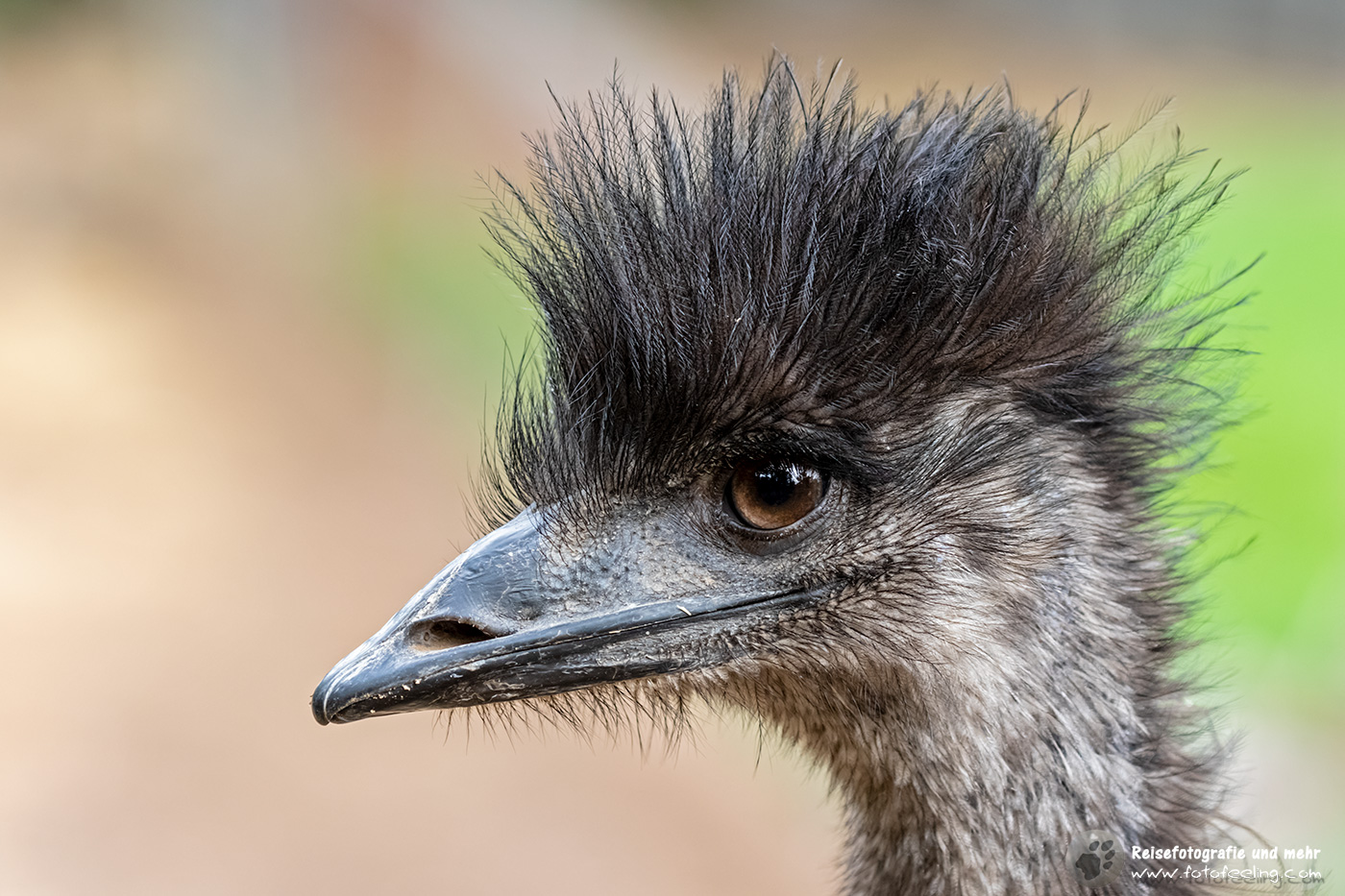 Emu, Gorge Wildlife Park, South Australia, Australien