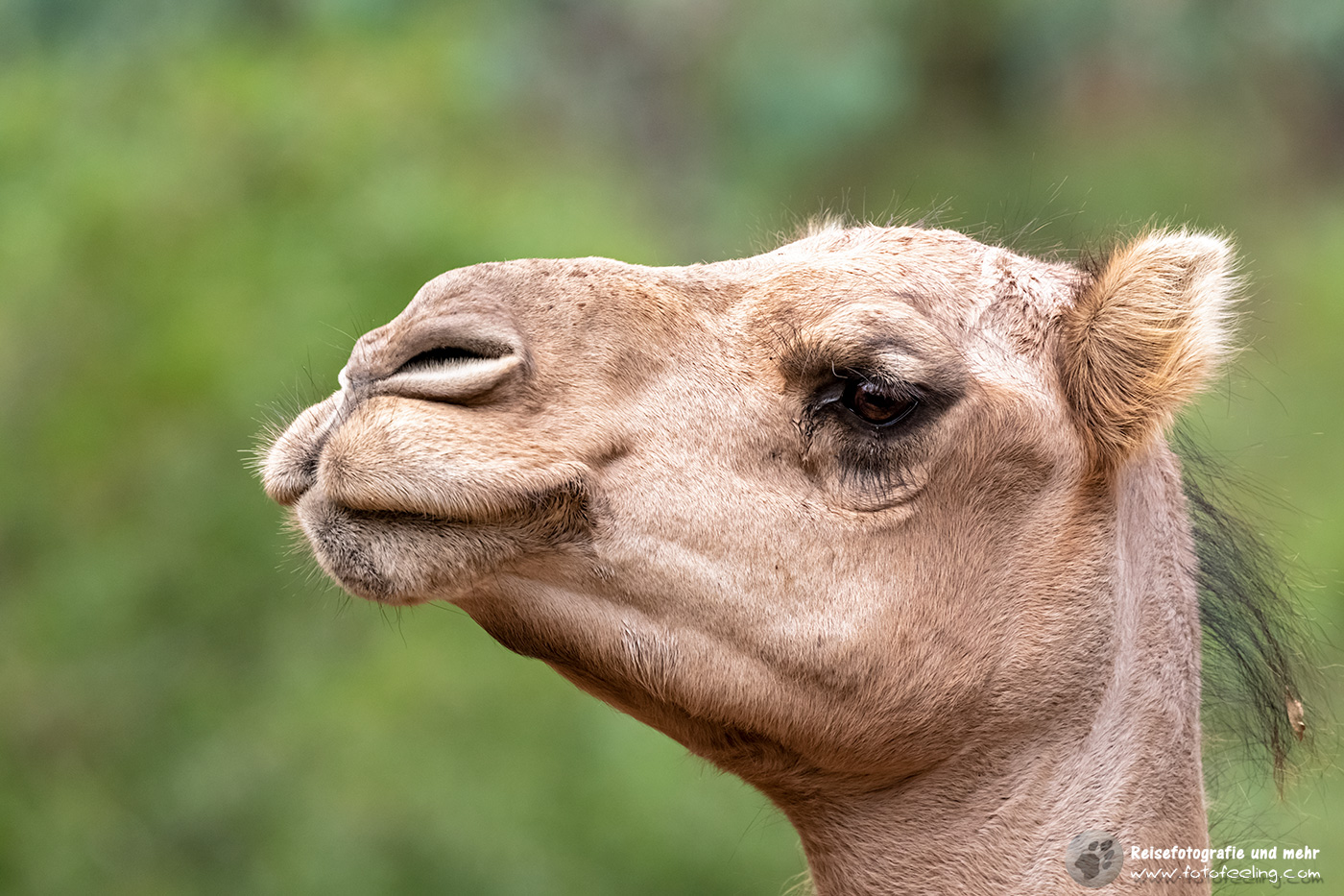 Kamel, Gorge Wildlife Park, South Australia, Australien