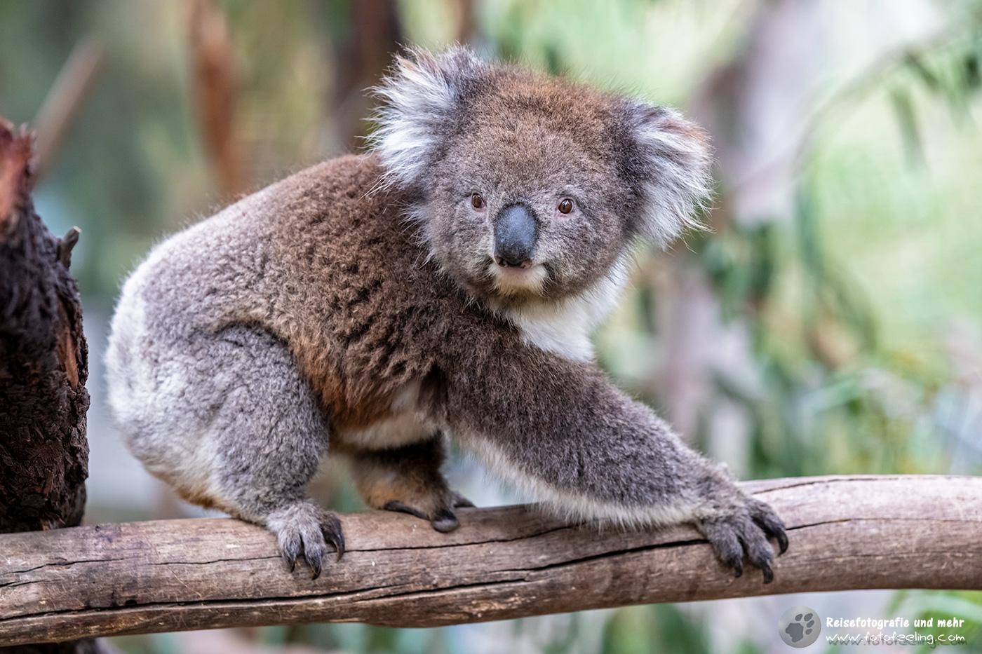 Koala (Phascolarctos cinereus), Gorge Wildlife Park, South Australia, Australien