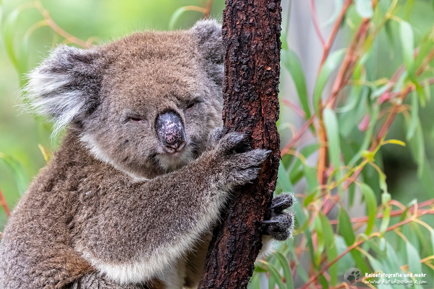 Koala (Phascolarctos cinereus), Gorge Wildlife Park, South Australia, Australien
