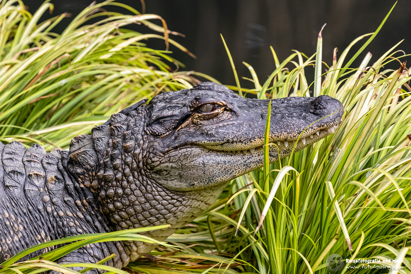 Krokodil, Gorge Wildlife Park, South Australia, Australien