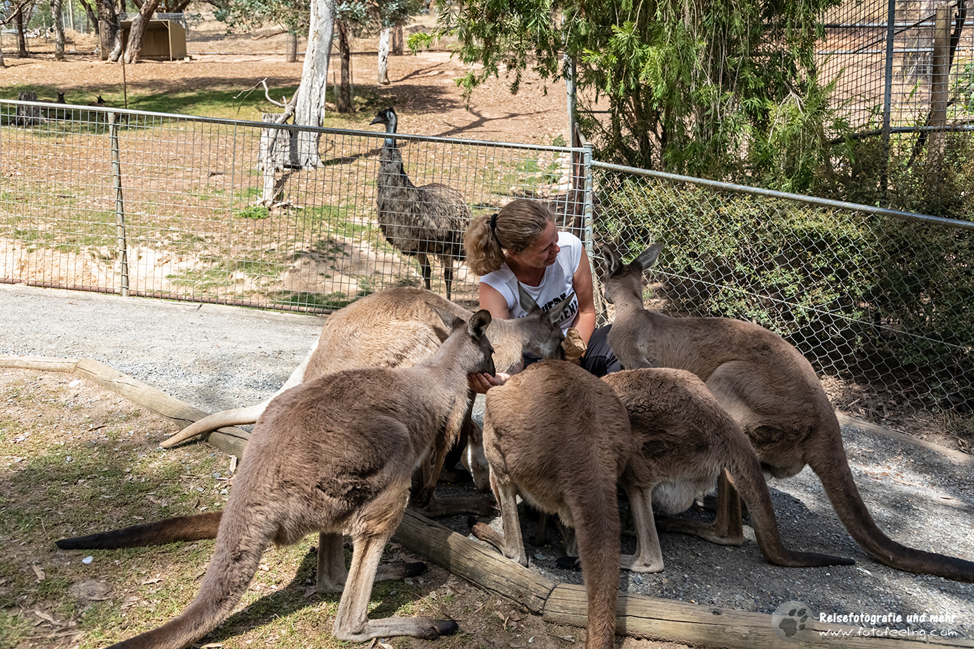 Andrea umzingelt von Riesenkängurus, Gorge Wildlife Park, South Australia, Australien