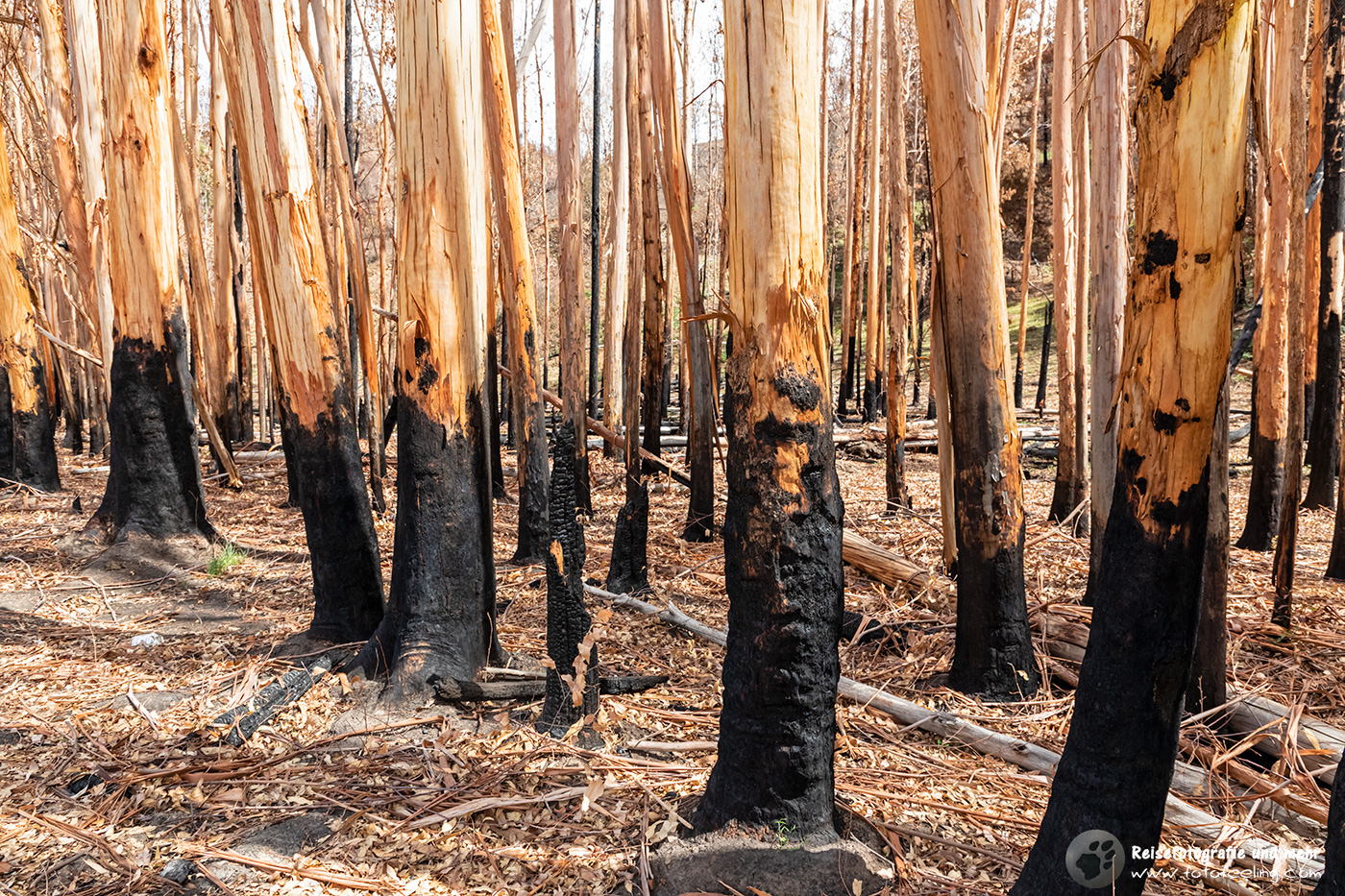 Spuren der Buschbrände, Adelaide Hills, South Australia, Australien