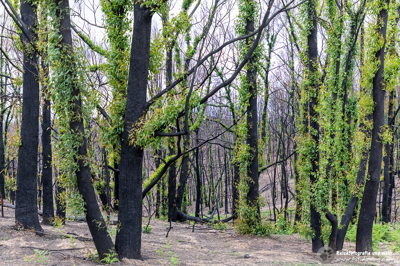 Frisches Grün nach dem Buschbrand, South Australia, Australien