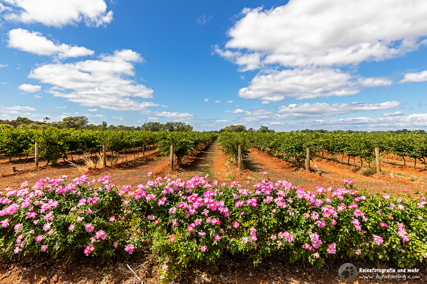 Weinfelder, Coonawarra, South Australia, Australien