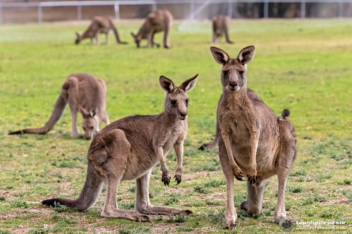 Kängurus auf dem Sportplatz in Halls Gap, Grampians Nationalpark, Victoria, Australien