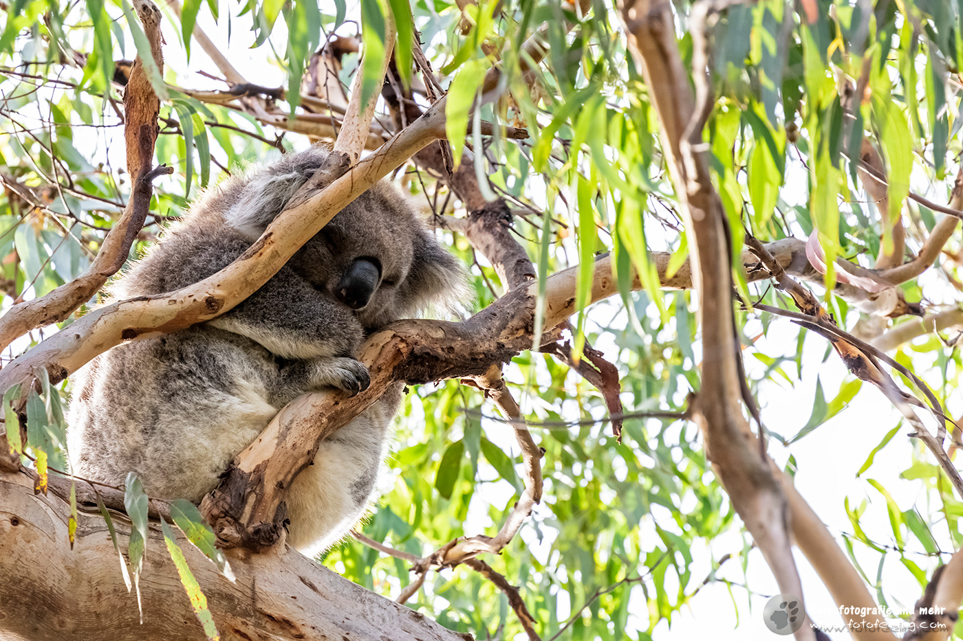 Koala (Phascolarctos cinereus) hoch oben im Eukalyptusbaum, Bimbi Park, Cape Otway, Victoria, Australien