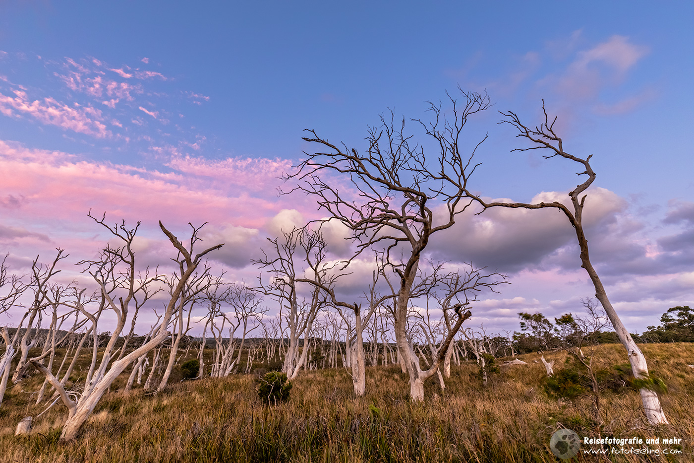 Tote Eukalyptusbäume, Cape Otway, Victoria, Australien