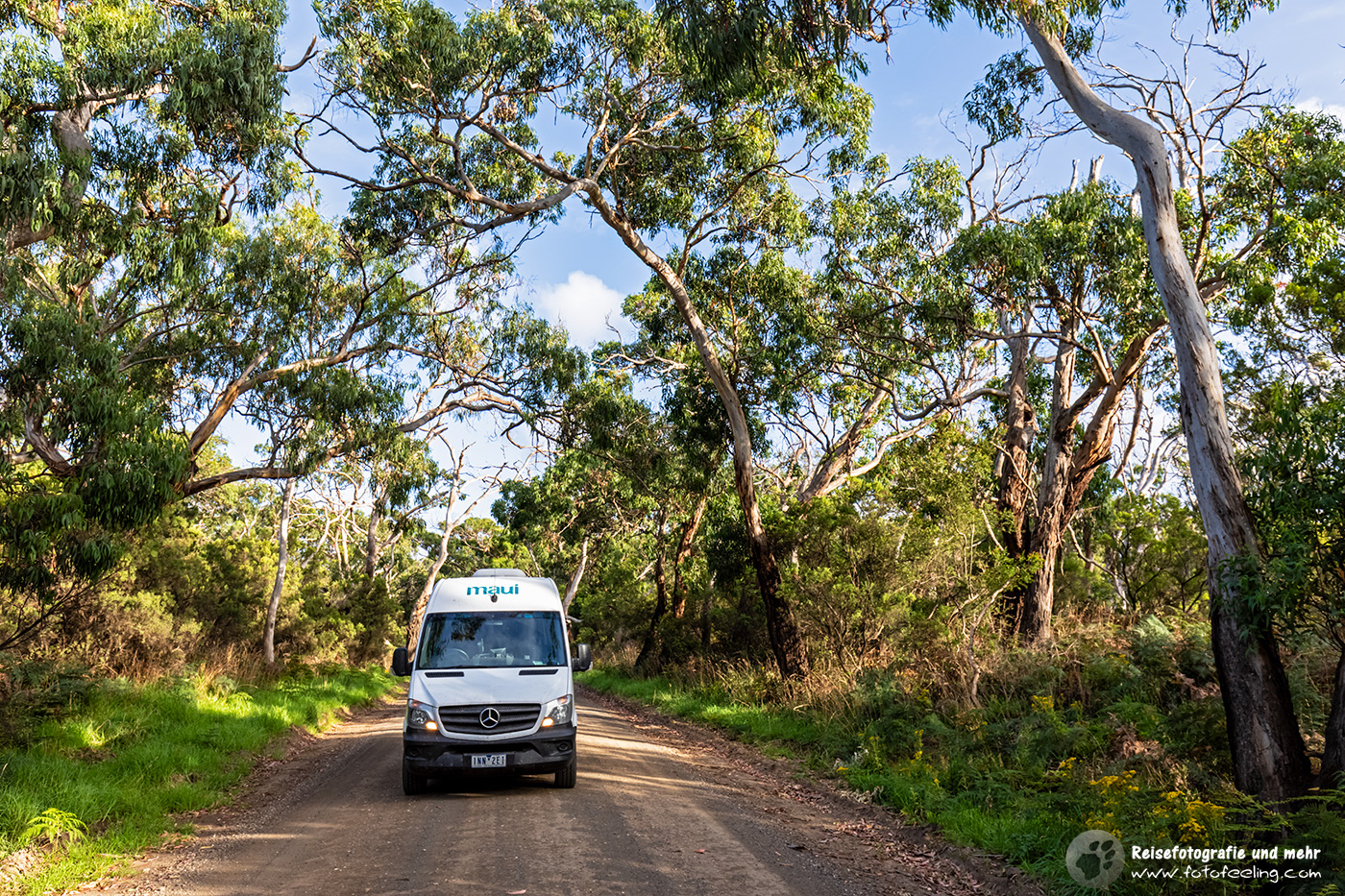 Fahrt durch den Eukalyptuswald, Cape Otway, Victoria, Australien