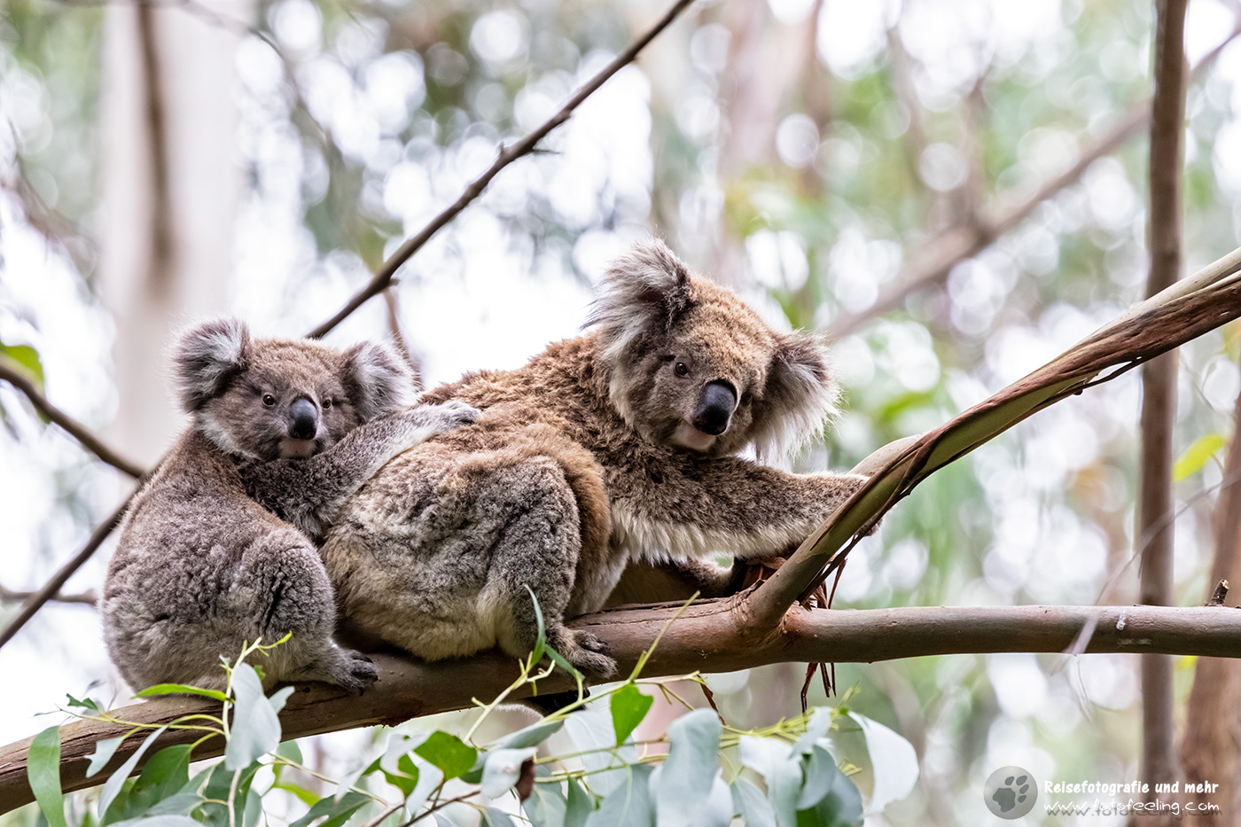 Koala mit Jungtier (Phascolarctos cinereus), Cape Otway, Victoria, Australien