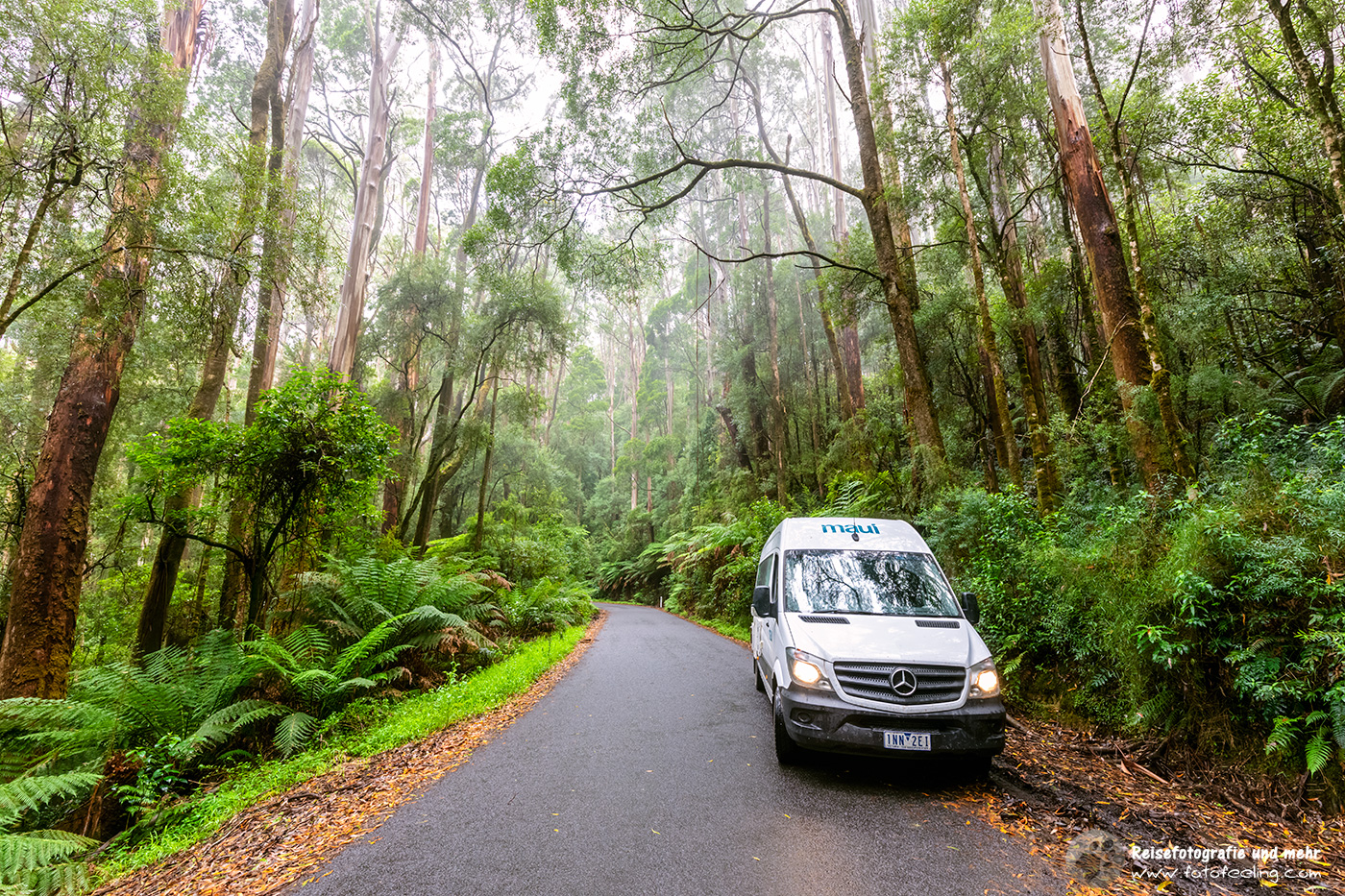 Fahrt durch den Regenwald, Victoria, Australien