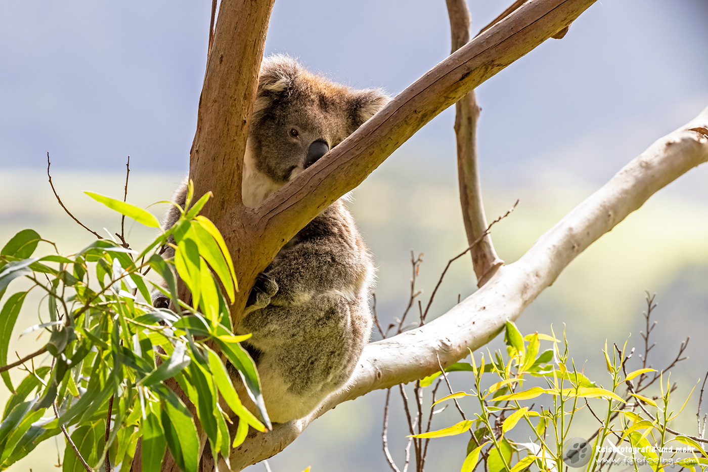 Koala (Phascolarctos cinereus), Great Ocean Road, Victoria, Australien
