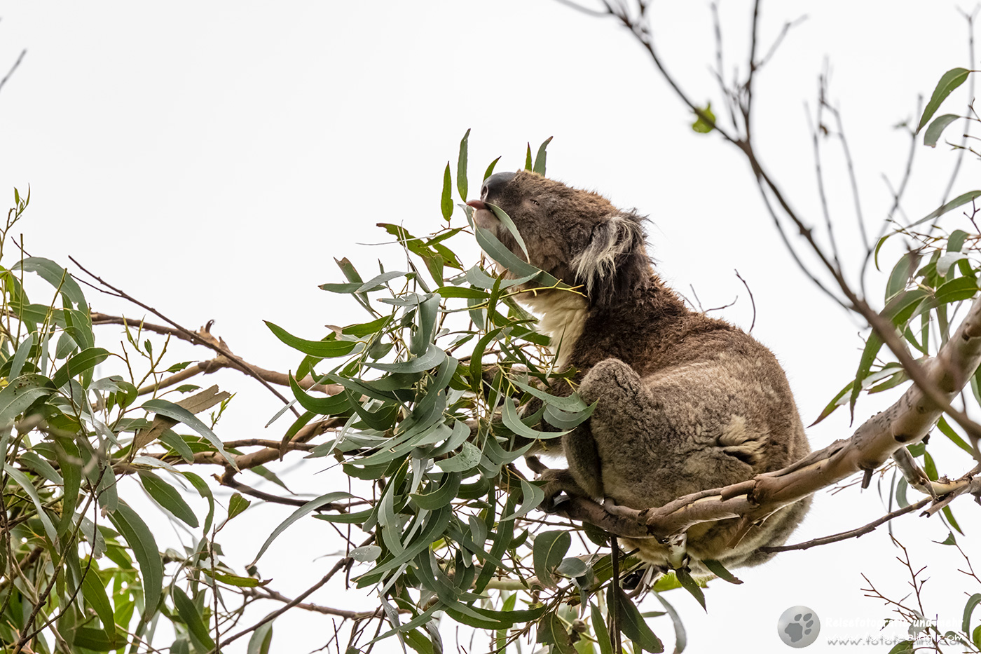 Koala futtert Eukalyptusblätter (Phascolarctos cinereus), Great Ocean Road, Victoria, Australien