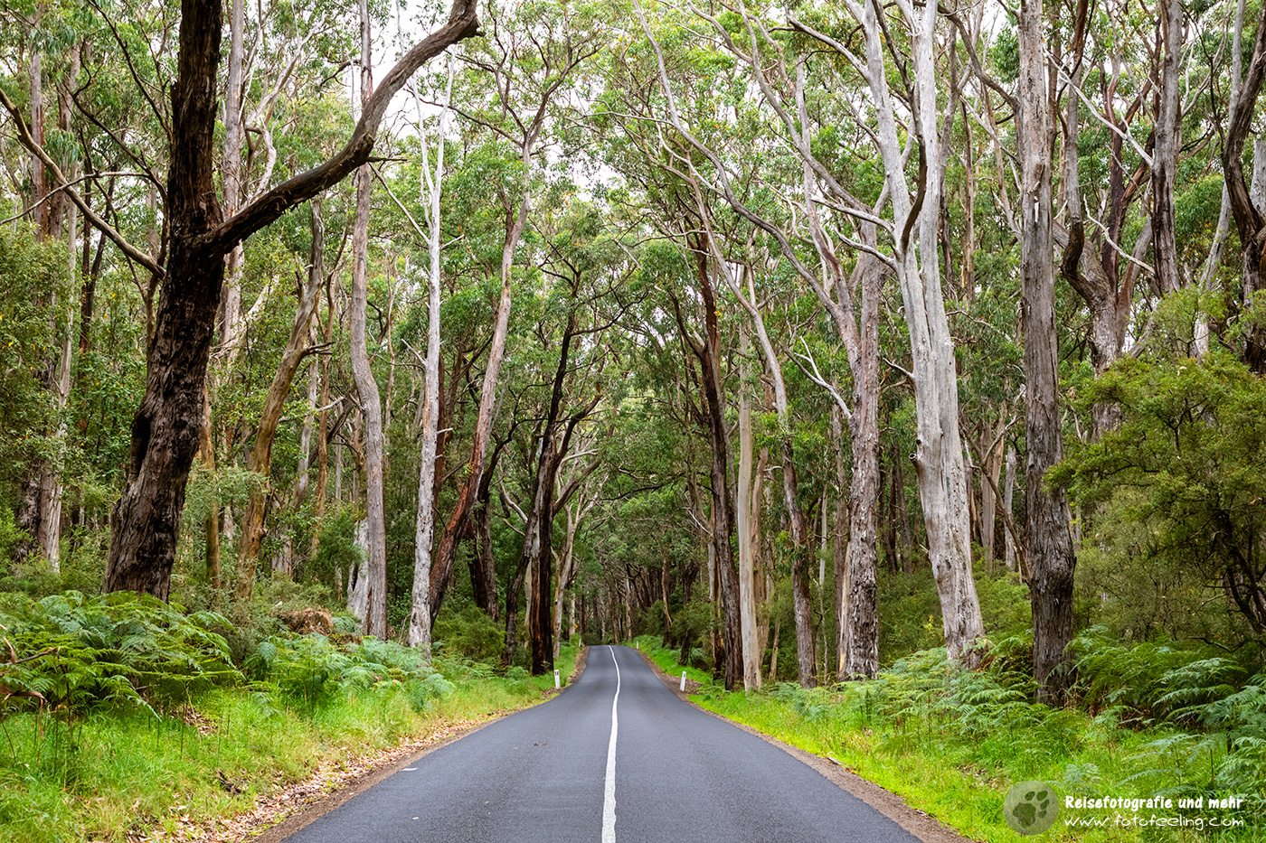 Fahrt durch einen Eukalyptuswald, Victoria, Australien