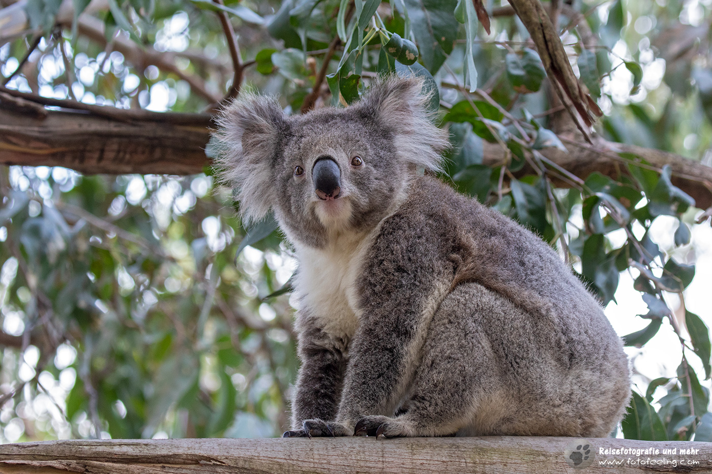Koala (Phascolarctos cinereus), Great Ocean Road, Victoria, Australien