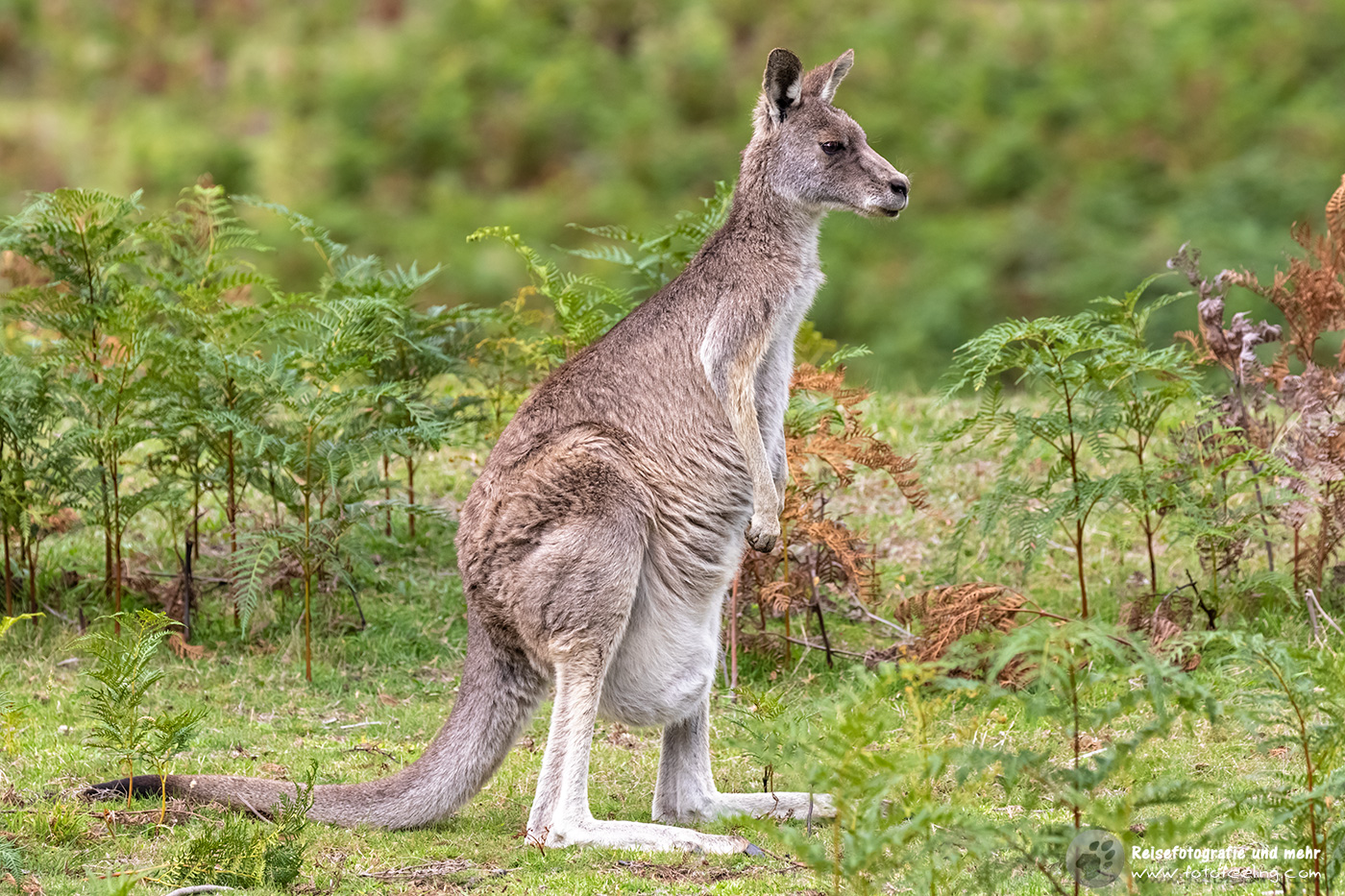Graues Riesenkänguru, Victoria, Australien