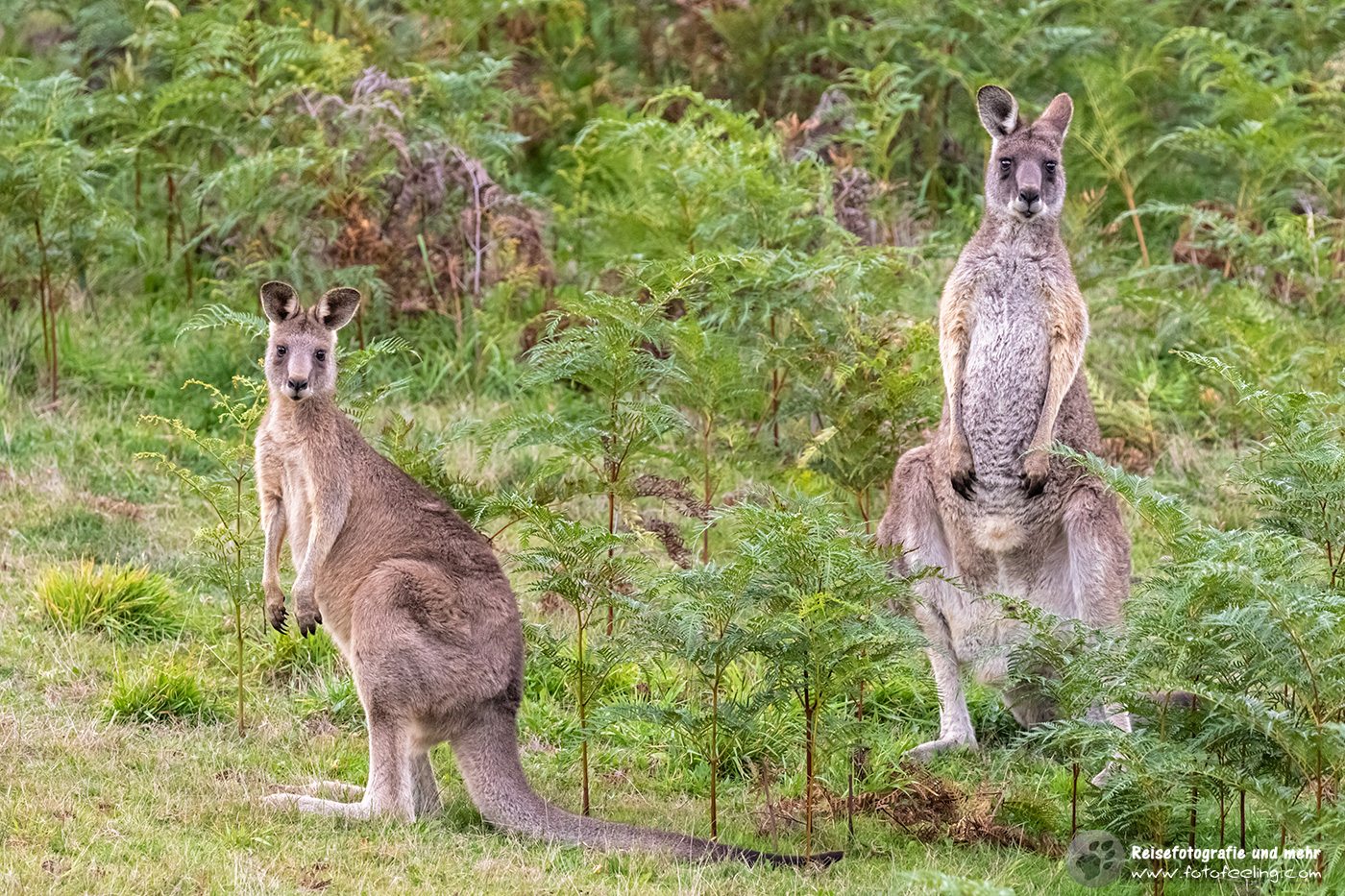 Graue Riesenkängurus, Victoria, Australien