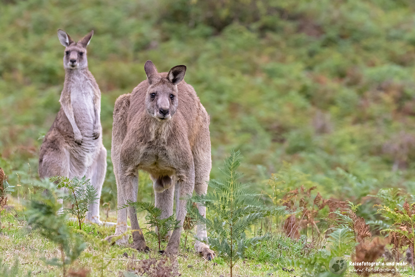 Graue Riesenkängurus, Victoria, Australien