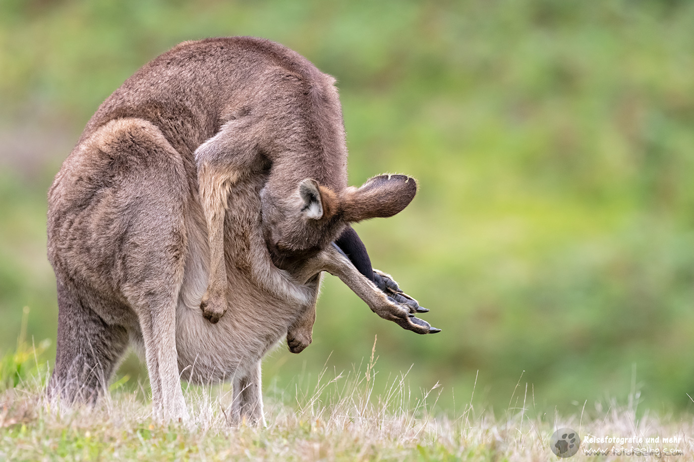 Graues Riesenkänguru mit Joey im Beutel, Victoria, Australien