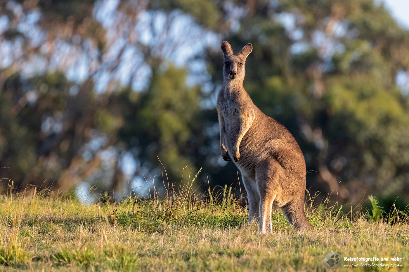 Graues Riesenkänguru, Victoria, Australien