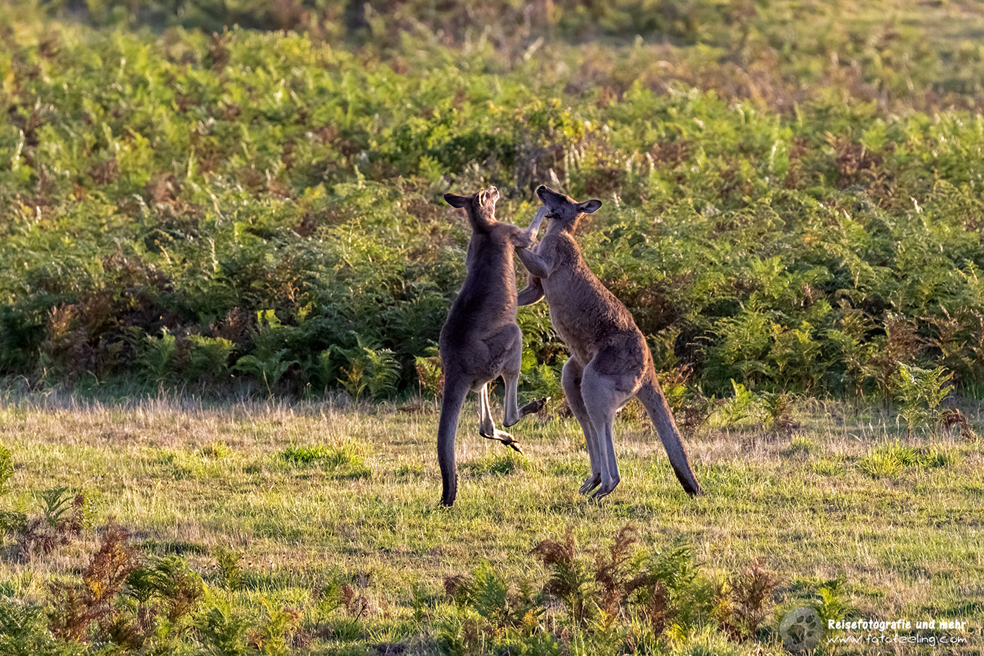 Kämpfende Graue Riesenkängurus, Victoria, Australien