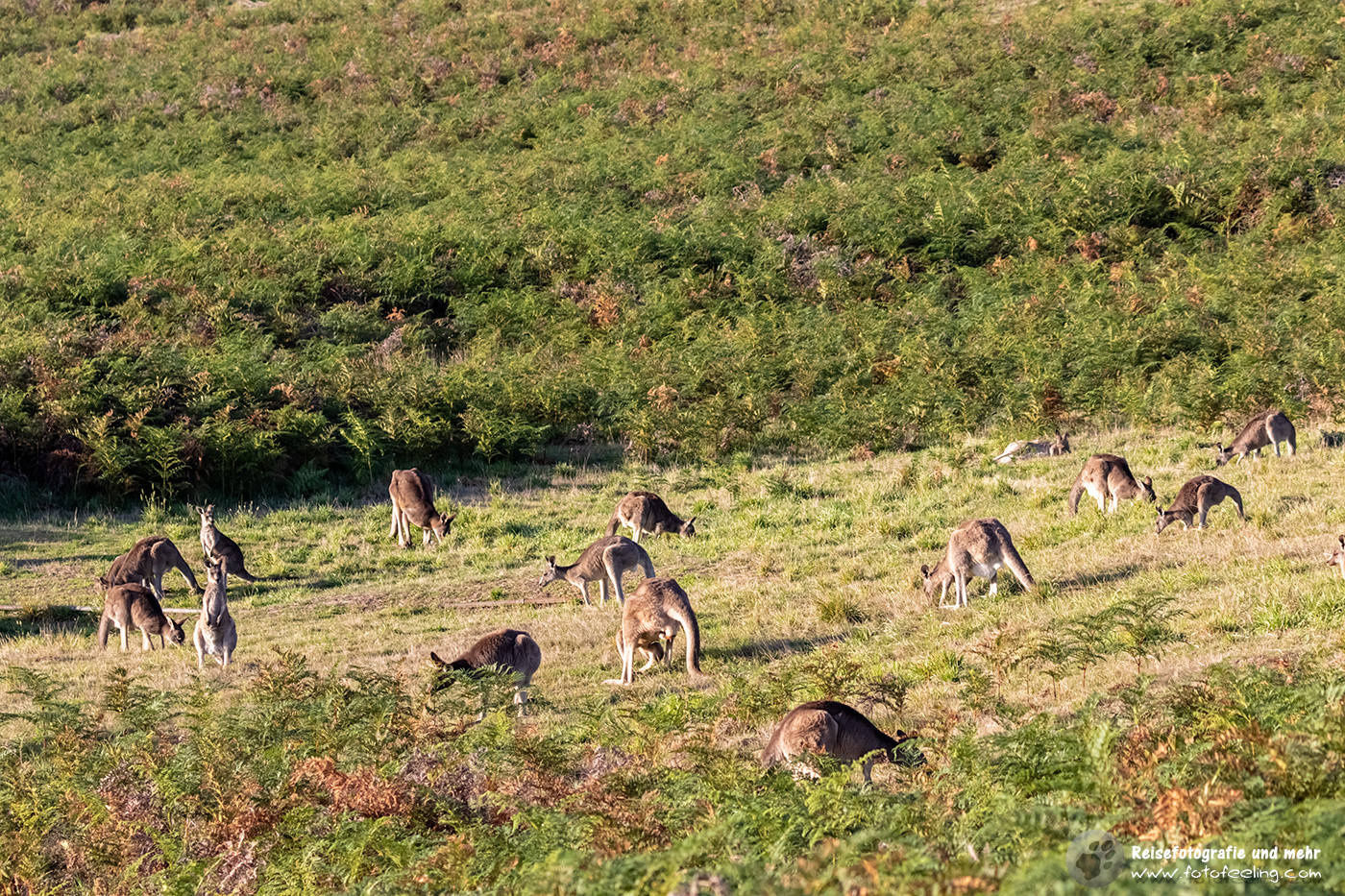 Friedlich grasende Graue Riesenkängurus, Victoria, Australien