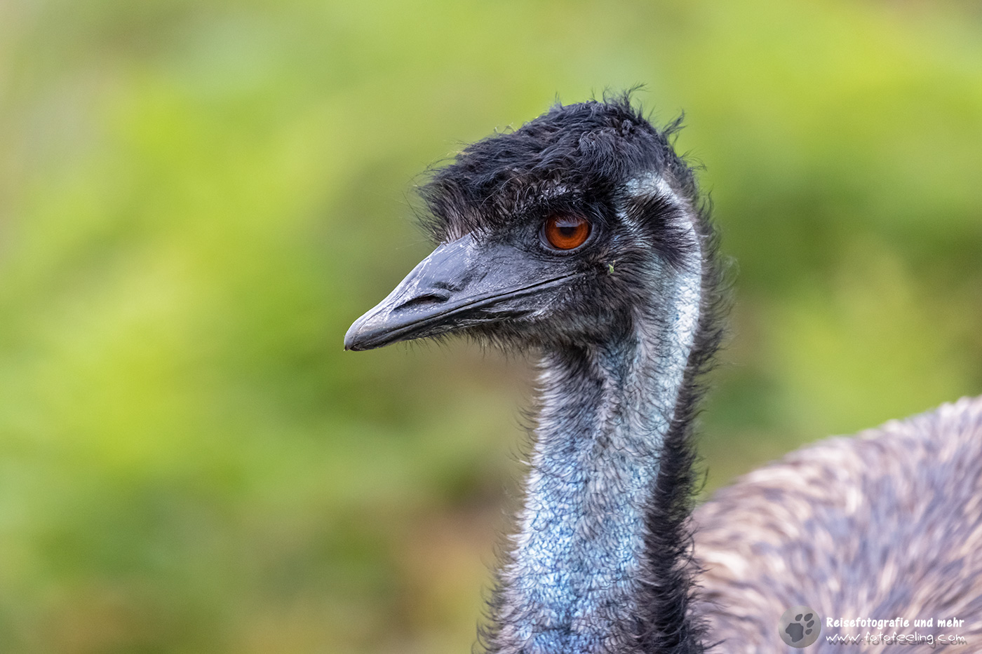 Emu, Wilsons Promontory National Park, Victoria, Australien