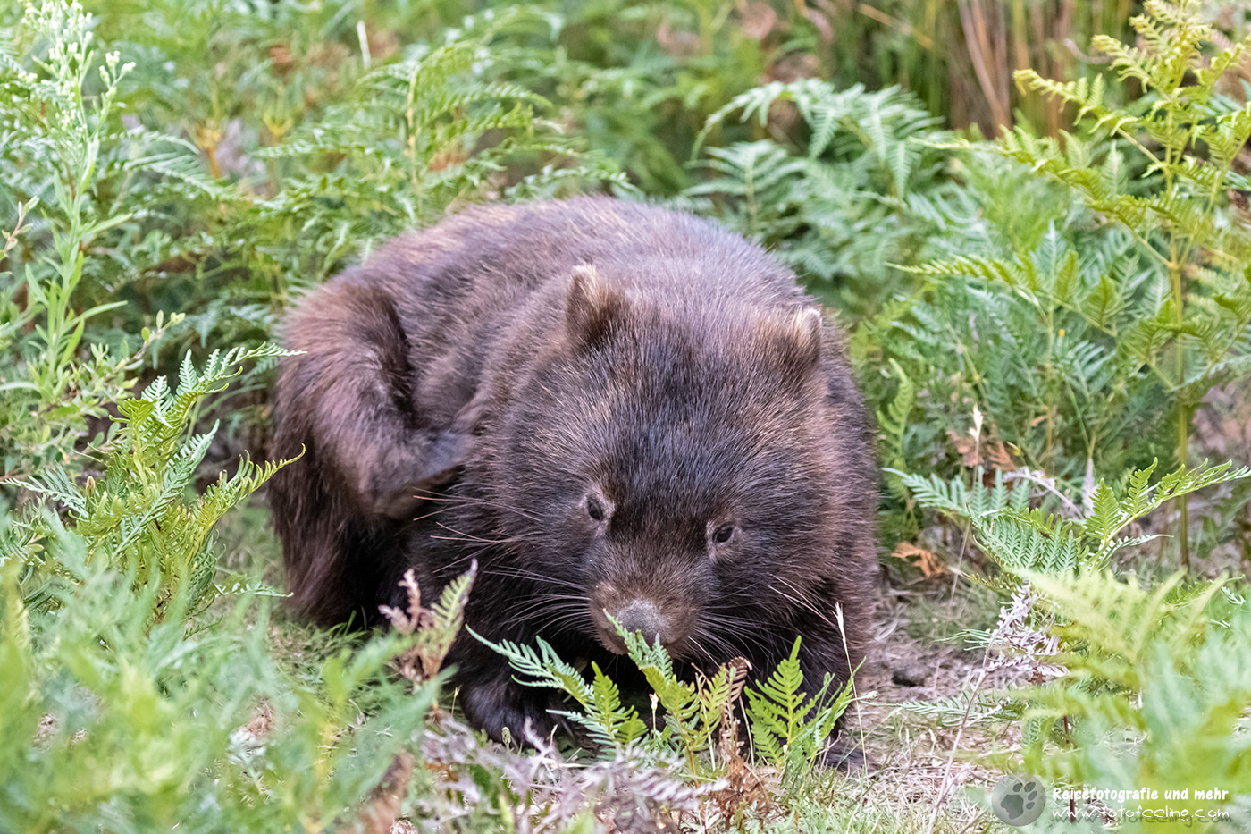 Wombat, Wilsons Promontory National Park, Victoria, Australien