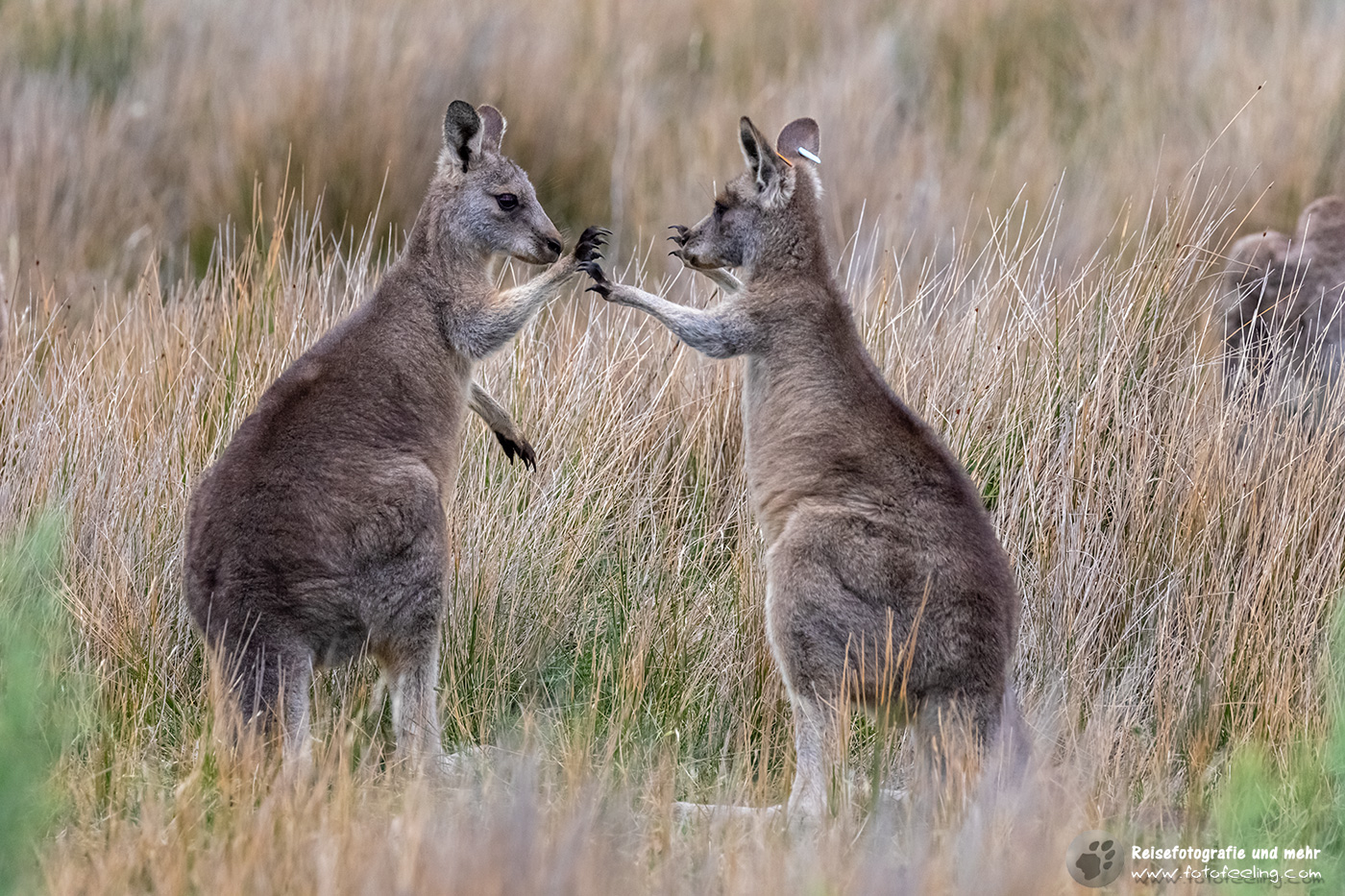Kämpfende Graue Riesenkängurus, Wilsons Promontory National Park, Victoria, Australien